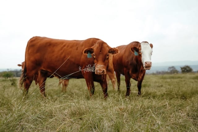 sistemas geograficos de informacion y topografos en Marbella